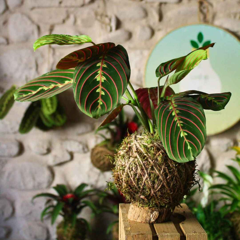 Kokedama Maranta