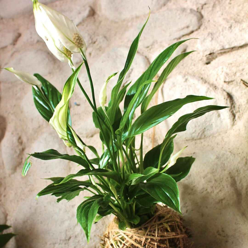 Kokedama Spatifillo