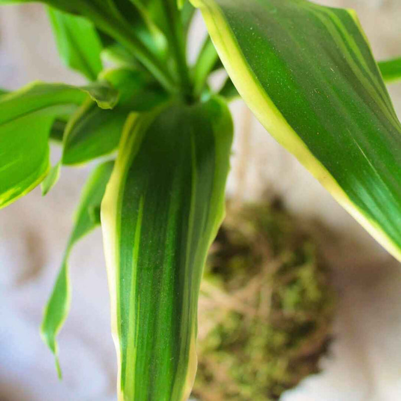 Kokedama Dracena