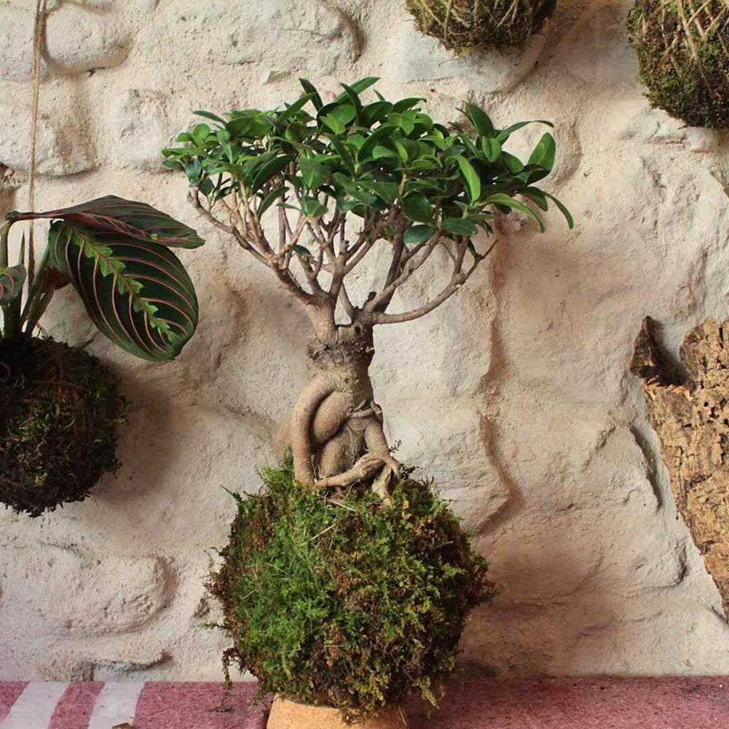 Kokedama bonsai Ficus Ginseng