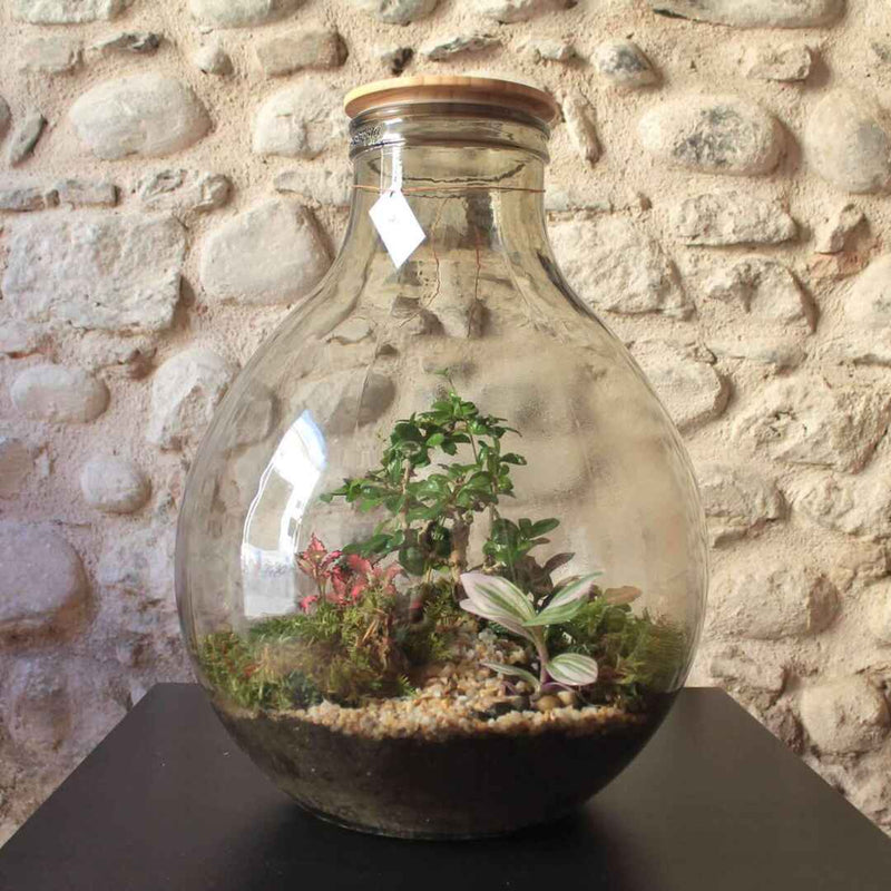 Terrarium Damigiana 25 lt