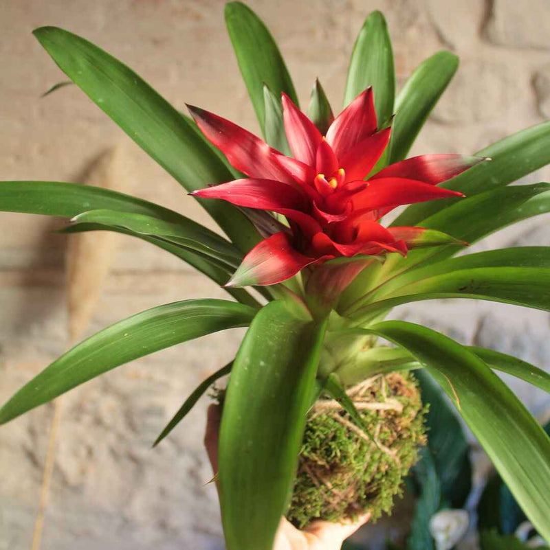 Kokedama Bromelia rossa