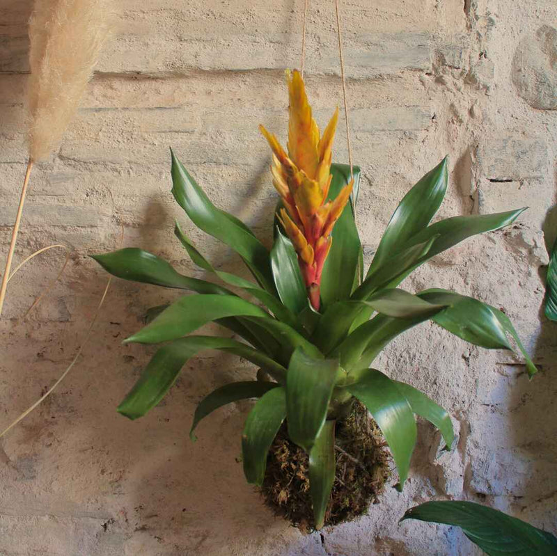 Kokedama Bromelia gialla