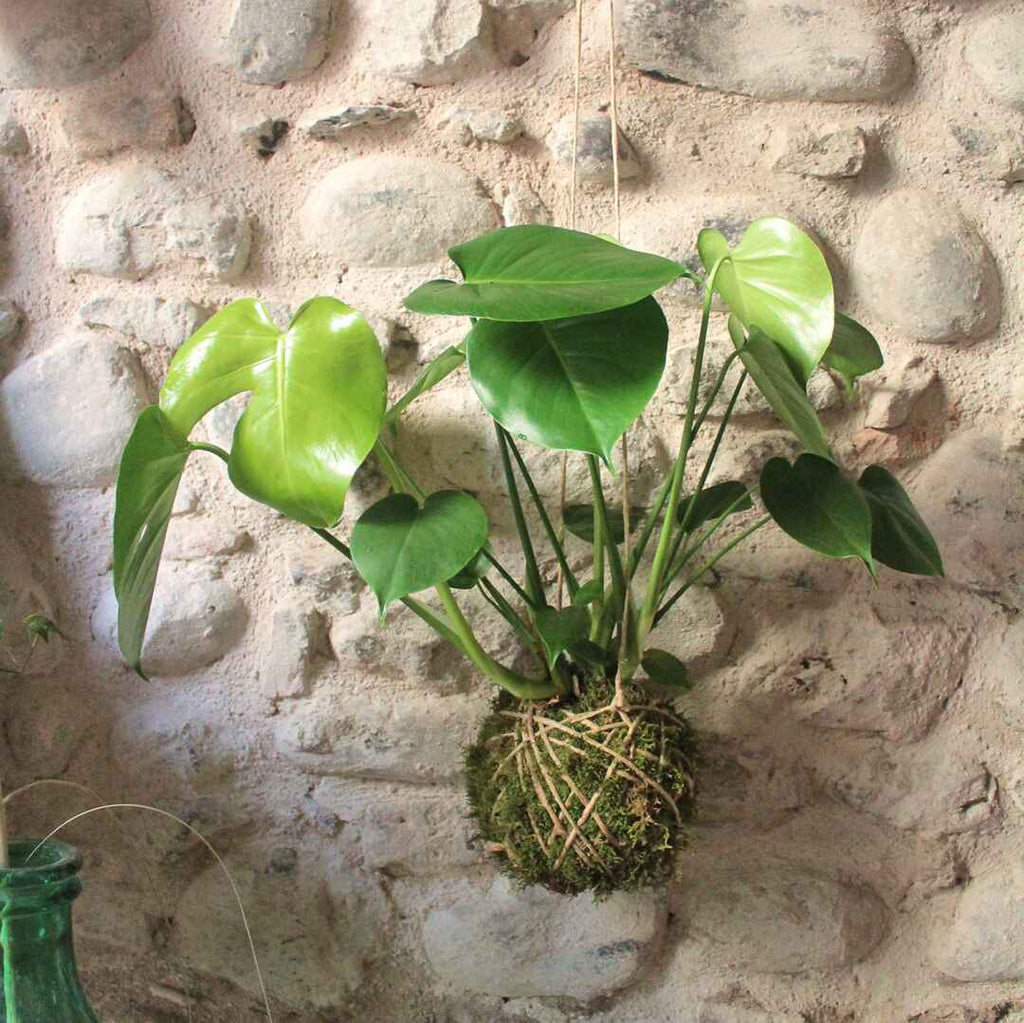 kokedama monstera Kokedama Monstera deliciosa – Il Giardino di Vetro