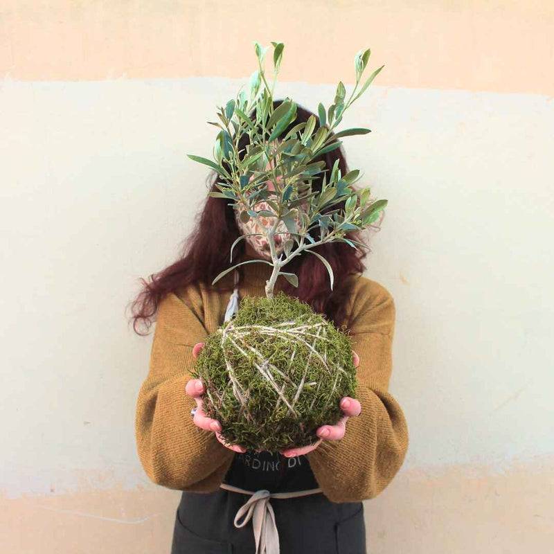 Kokedama Ulivo