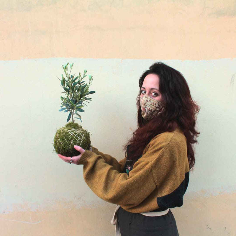 Kokedama Ulivo