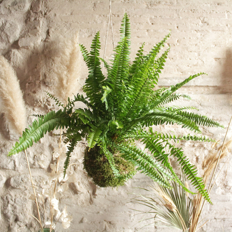 Kokedama Felce