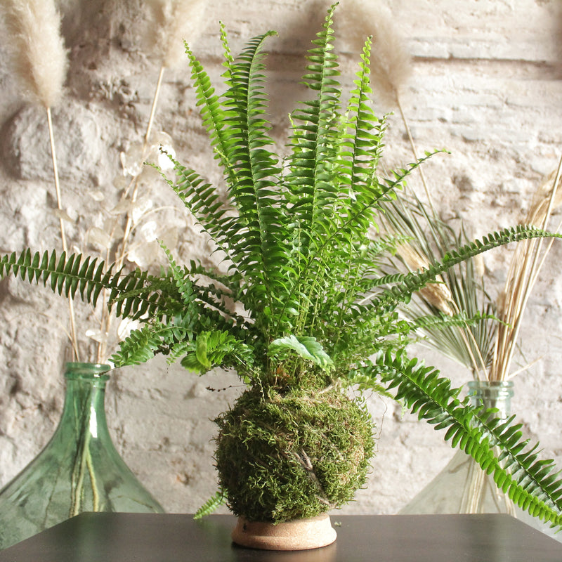 Kokedama Felce
