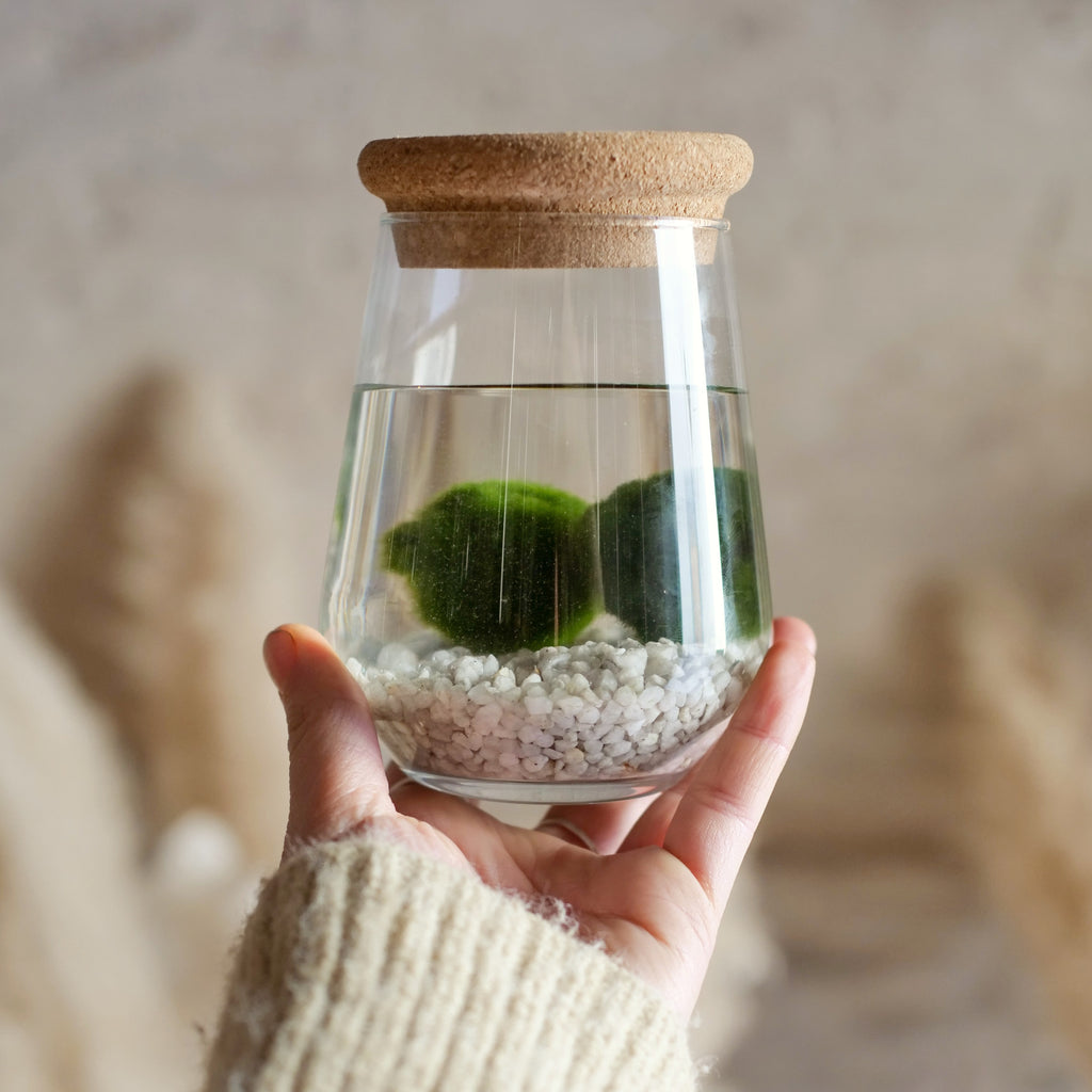Marimo – Il Giardino di Vetro