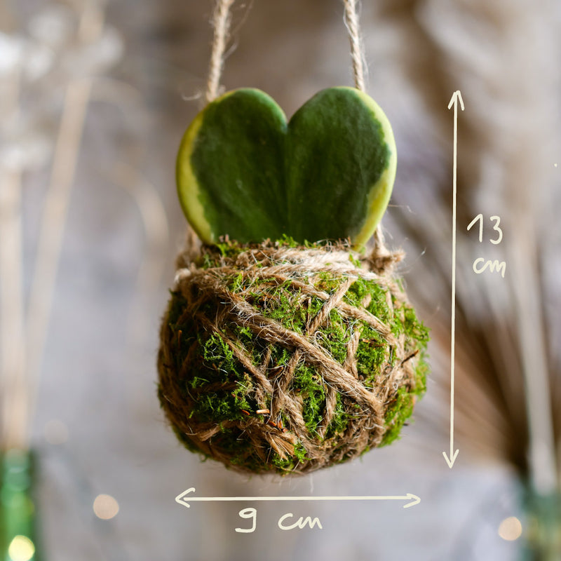 Kokedama Hoya