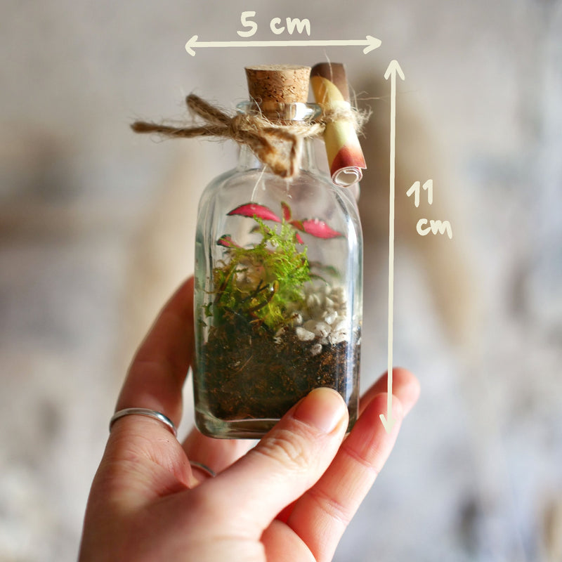 Terrarium bomboniera