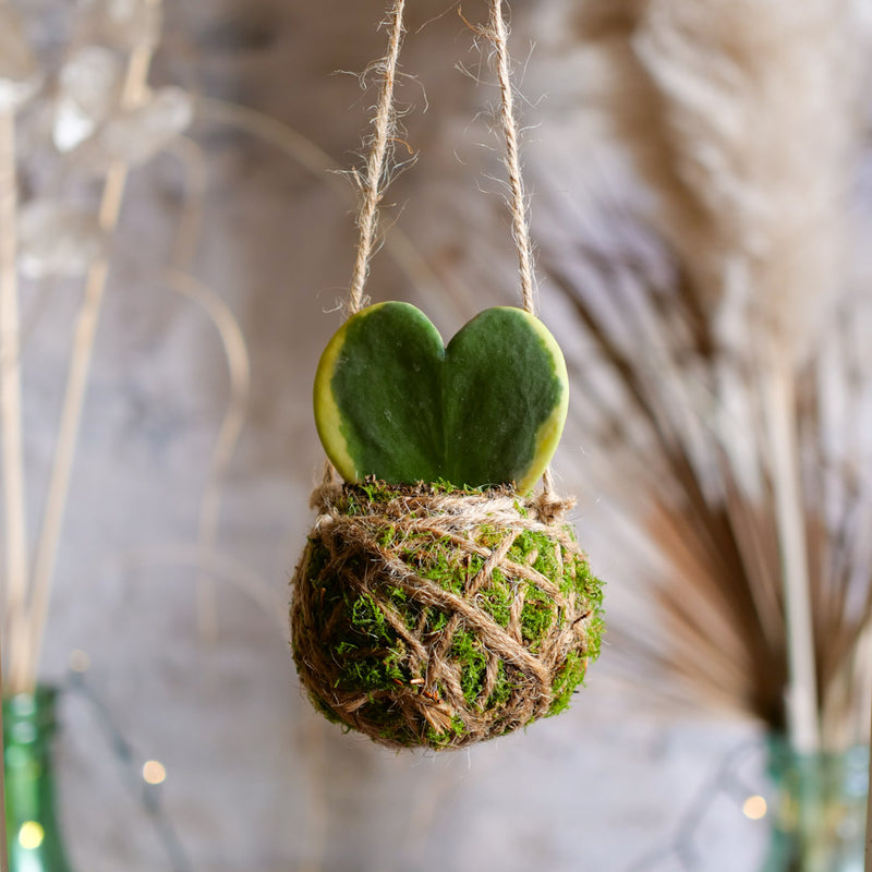 Kokedama Hoya