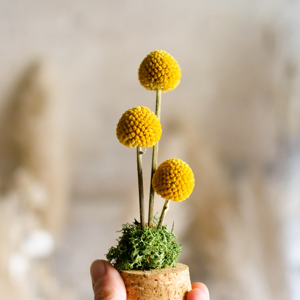Giove Il Giardino di Vetro