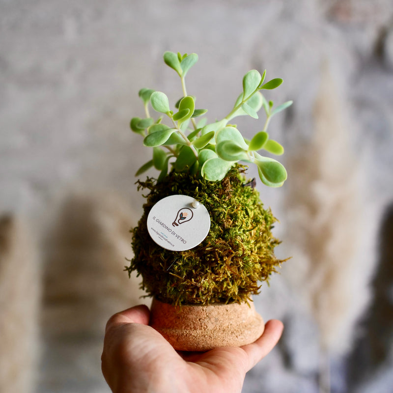 Bomboniera Succulenta